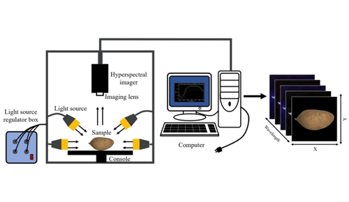 红薯瑕疵无处遁形！高光谱成像技术：品质检测的“超级显微镜”