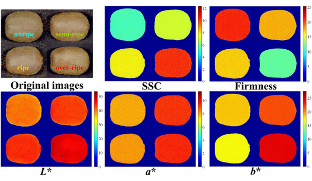 高光谱技术赋能猕猴桃品质：从外到内的系统检测