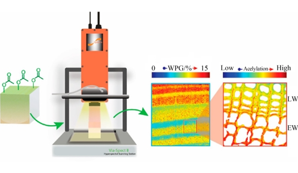 高光谱成像技术在木材检测中的应用（下）