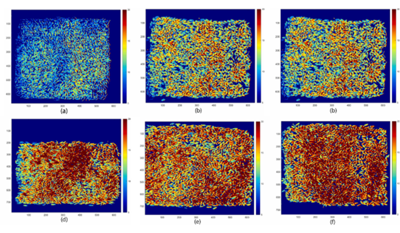 高光谱成像：开启粮食品质检测的无损新时代